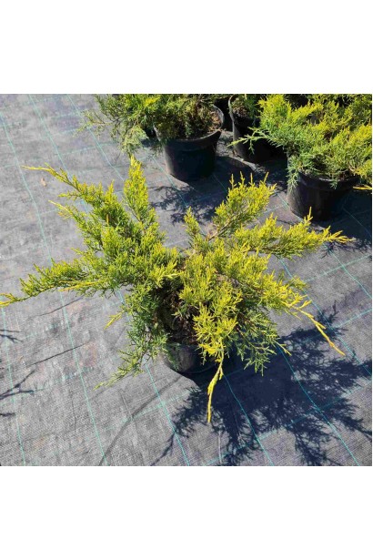 Можжевельник средний Пфитцериана Ауреа - 3л/вис.15-25см/Ø35-45см